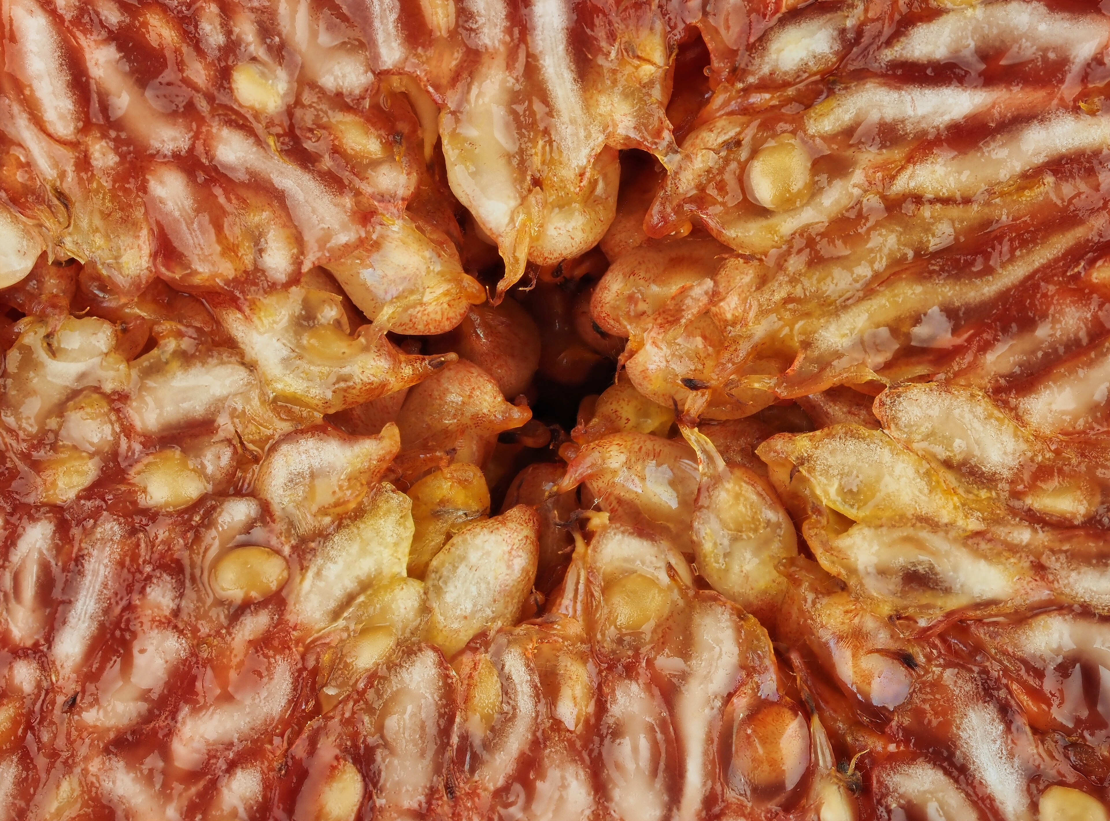 Macro della polpa rosata e dei piccoli semi di un fico aperto